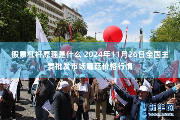 股票杠杆原理是什么 2024年11月26日全国主要批发市场蘑菇价格行情