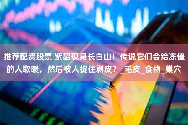 推荐配资股票 紫貂现身长白山！传说它们会给冻僵的人取暖，然后被人捉住剥皮？_毛皮_食物_巢穴